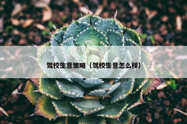 驾校生意策略（驾校生意怎么样）