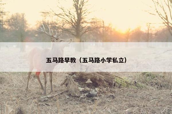 五马路早教（五马路小学私立）